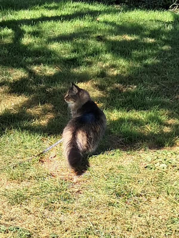 Finnegan of the TuckersMom family