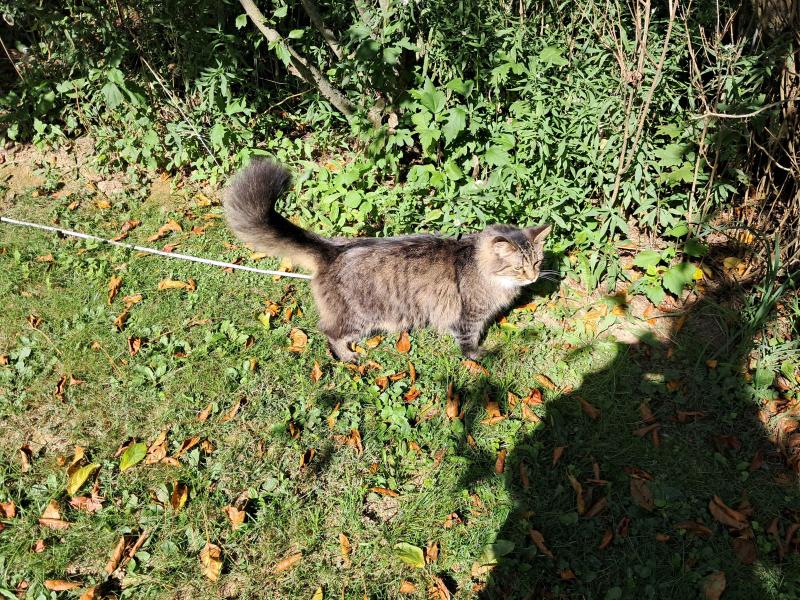 Finnegan of the TuckersMom family