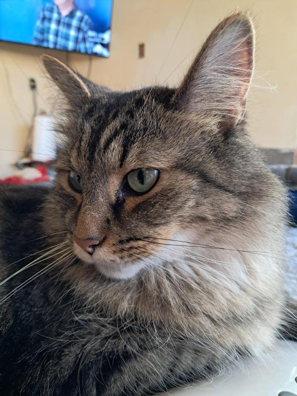 Finnegan of the TuckersMom family