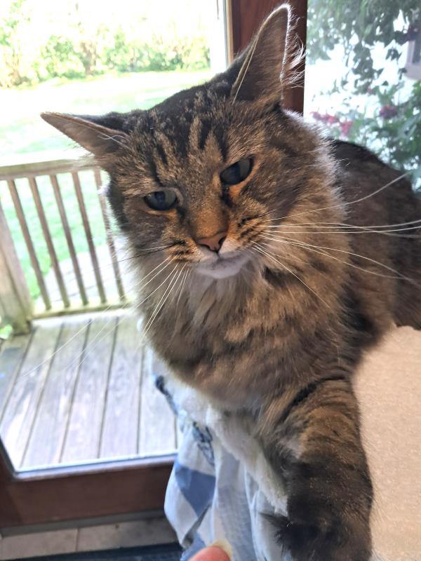 Finnegan of the TuckersMom family