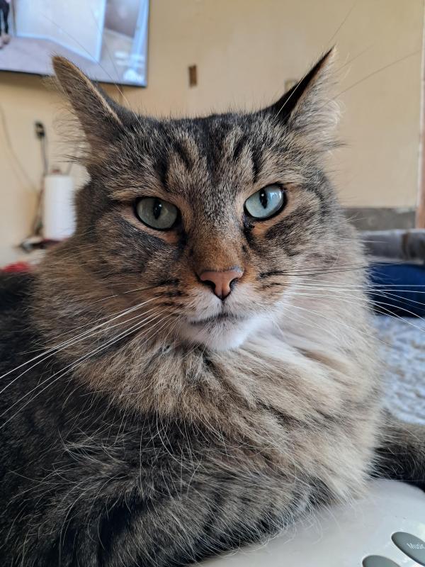 Finnegan of the TuckersMom family