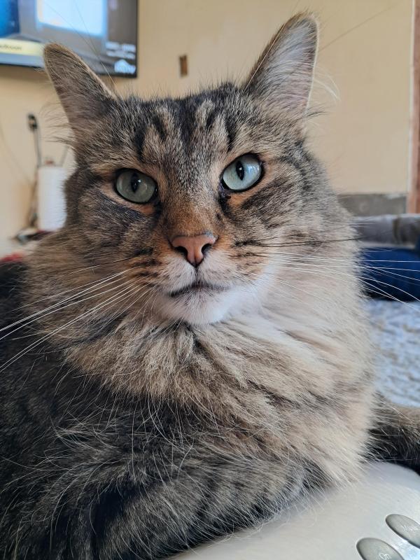 Finnegan of the TuckersMom family