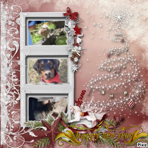 TuckersMom uploaded   81  day/s  ago