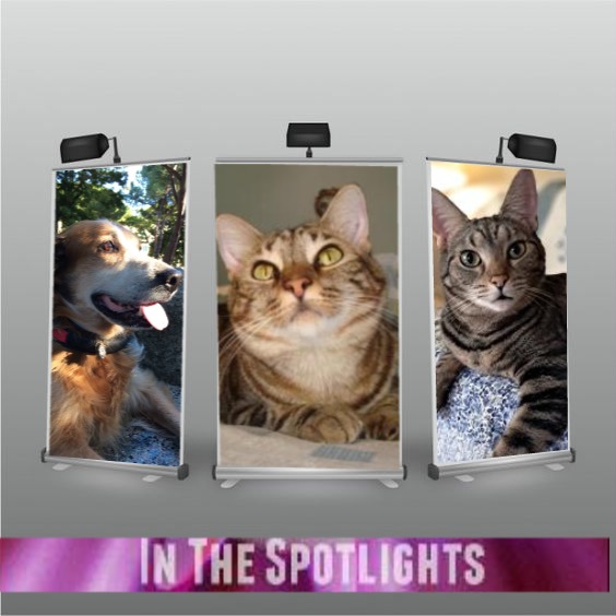 TuckersMom uploaded   41  day/s  ago