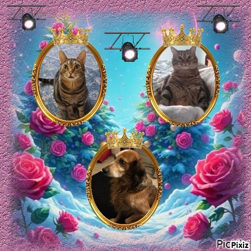 TuckersMom uploaded   81  day/s  ago