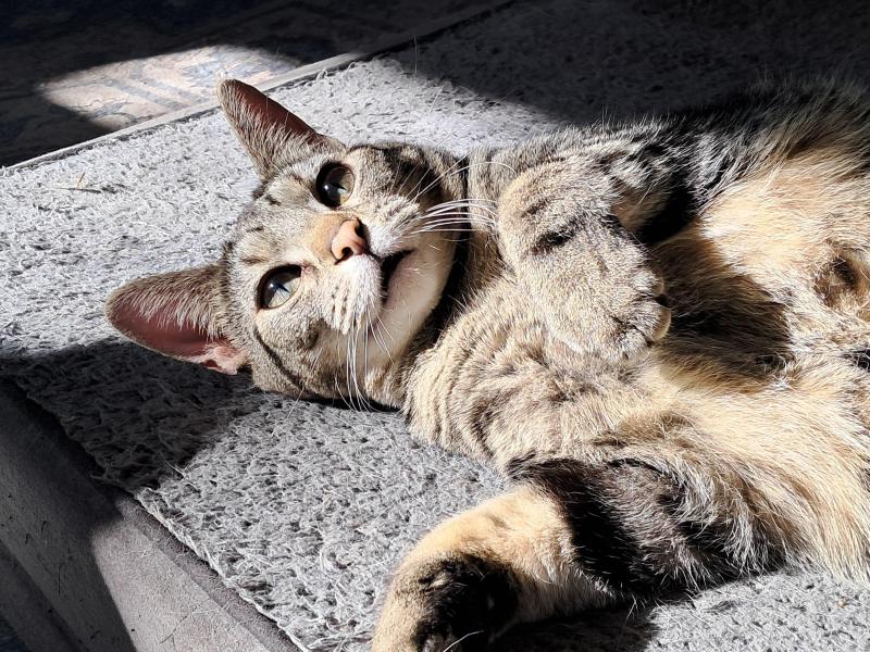 TuckersMom uploaded   11  day/s  ago