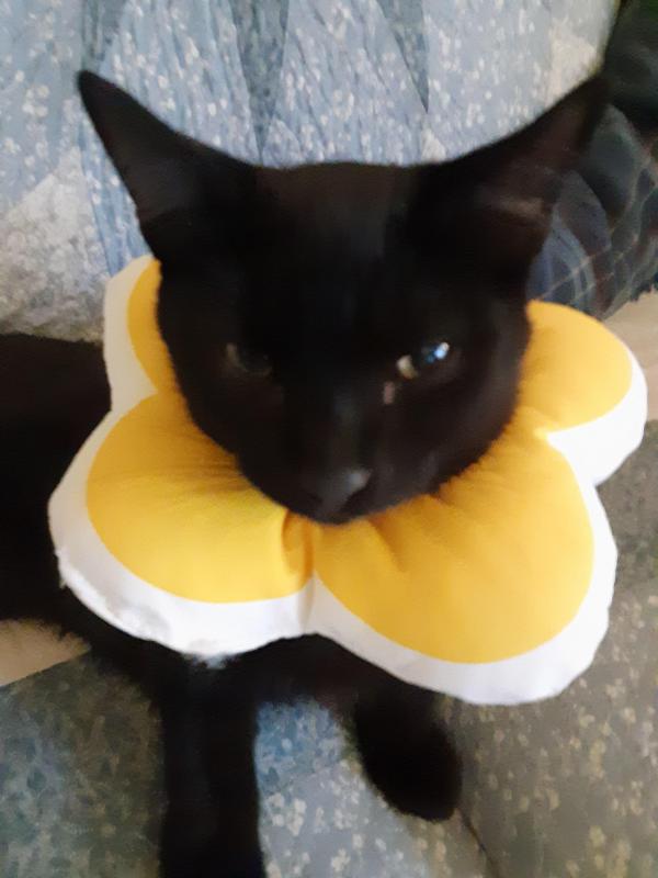 TuckersMom uploaded   357  day/s  ago