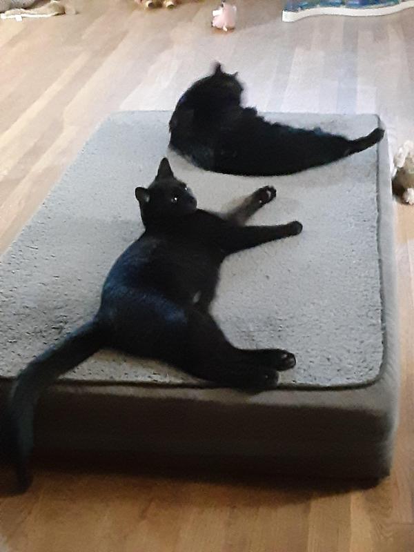 TuckersMom uploaded   184  day/s  ago