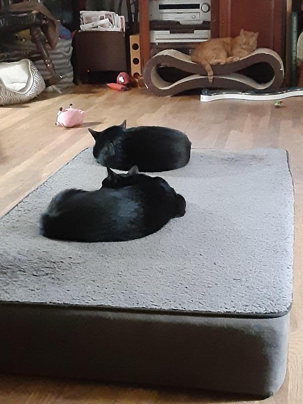 TuckersMom uploaded   184  day/s  ago