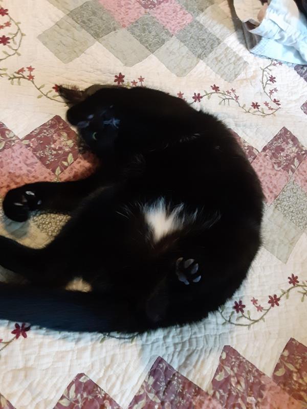 TuckersMom uploaded   184  day/s  ago