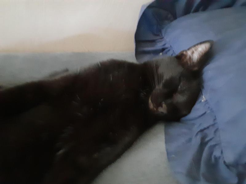 TuckersMom uploaded   184  day/s  ago