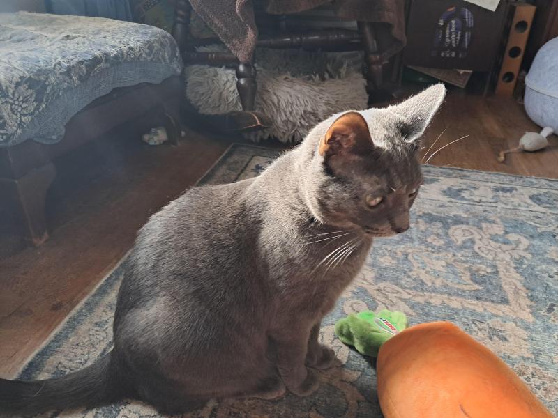 TuckersMom uploaded   11  day/s  ago