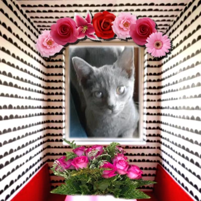 TuckersMom uploaded   98  day/s  ago