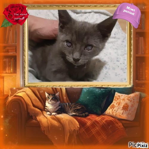 TuckersMom uploaded   98  day/s  ago