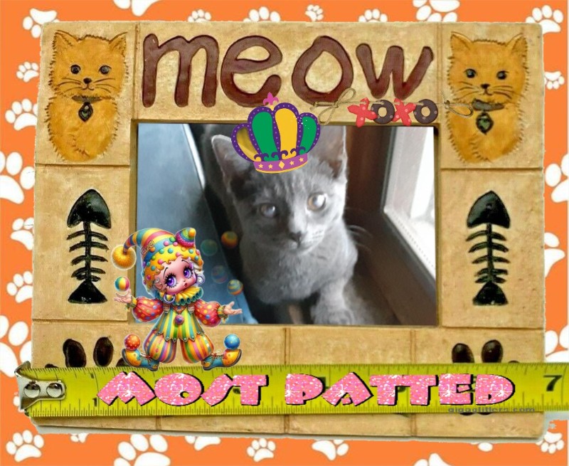 TuckersMom uploaded   98  day/s  ago