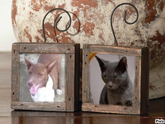 TuckersMom uploaded   97  day/s  ago