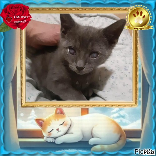 TuckersMom uploaded   98  day/s  ago