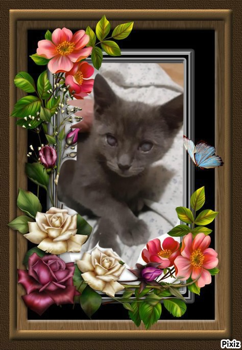 TuckersMom uploaded   98  day/s  ago