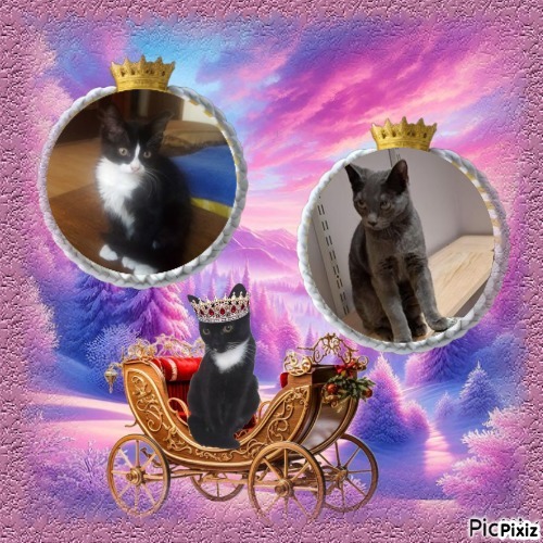 TuckersMom uploaded   81  day/s  ago