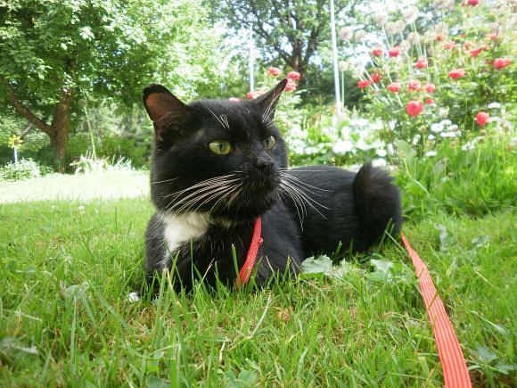 Ulvi2016 uploaded   9 year/s ago