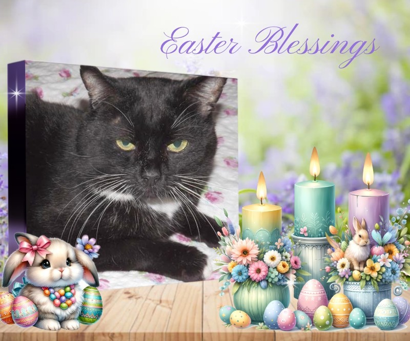 Mustik of the Ulvi2016 family