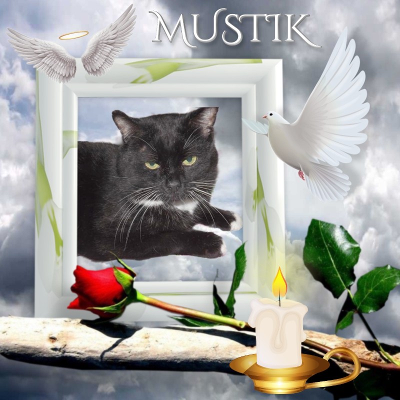 Mustik of the Ulvi2016 family