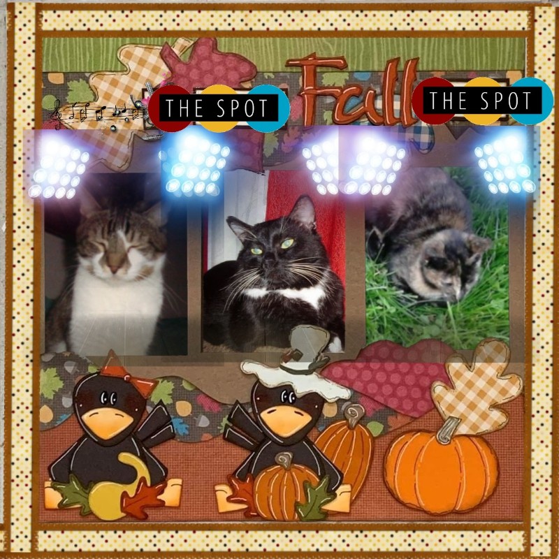 Mustik of the Ulvi2016 family