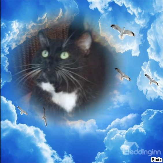 Mustik of the Ulvi2016 family