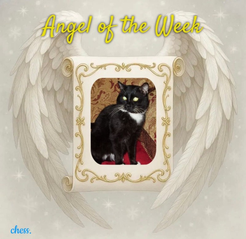 Mustik of the Ulvi2016 family