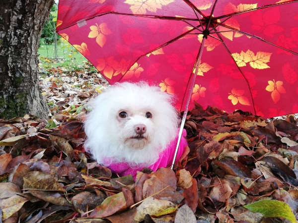 Ulvi2016 uploaded   7 year/s ago