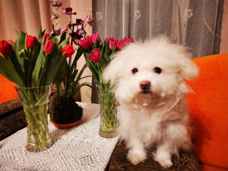 Ulvi2016 uploaded   4 year/s ago