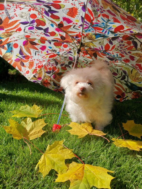 Ulvi2016 uploaded   4 year/s ago