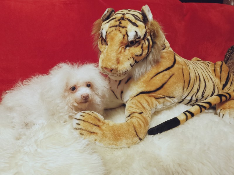 Ulvi2016 uploaded   4 year/s ago