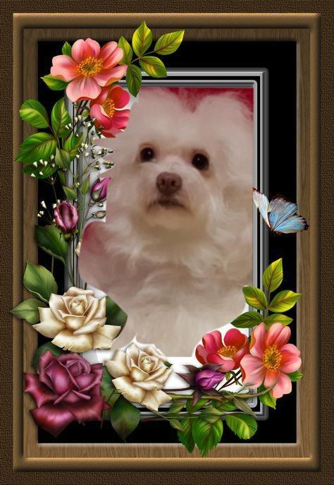 Fryda of the Ulvi2016 family