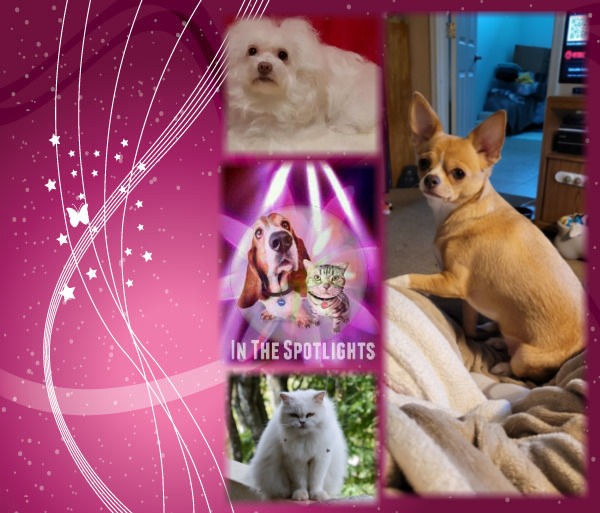 Fryda of the Ulvi2016 family