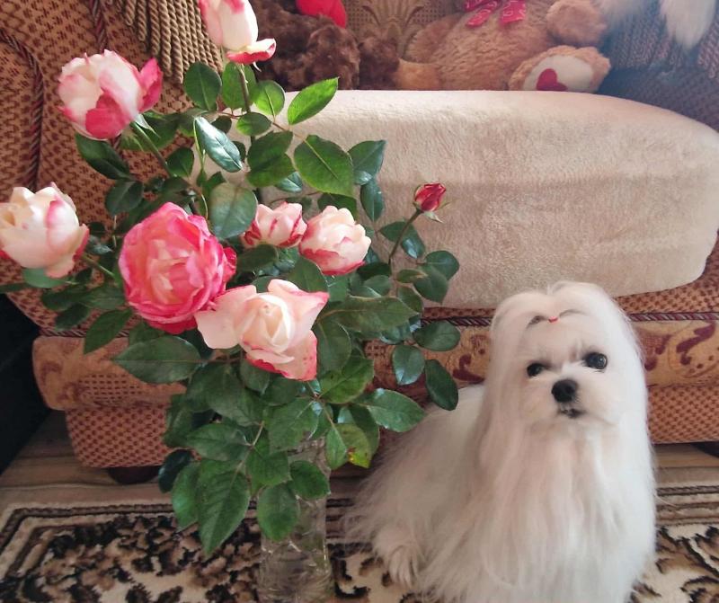 Ulvi2016 uploaded   215  day/s  ago