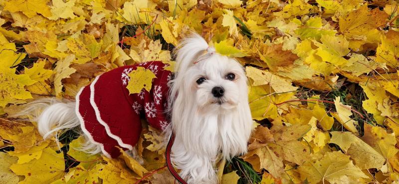 Ulvi2016 uploaded   185  day/s  ago