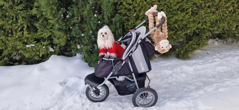 Sofia of the Ulvi2016 family