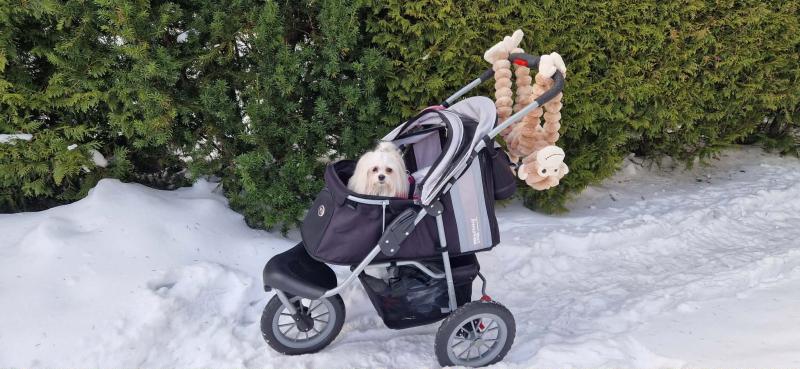 Sofia of the Ulvi2016 family