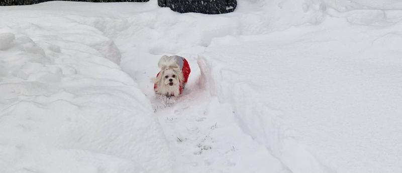 Ulvi2016 uploaded   99  day/s  ago