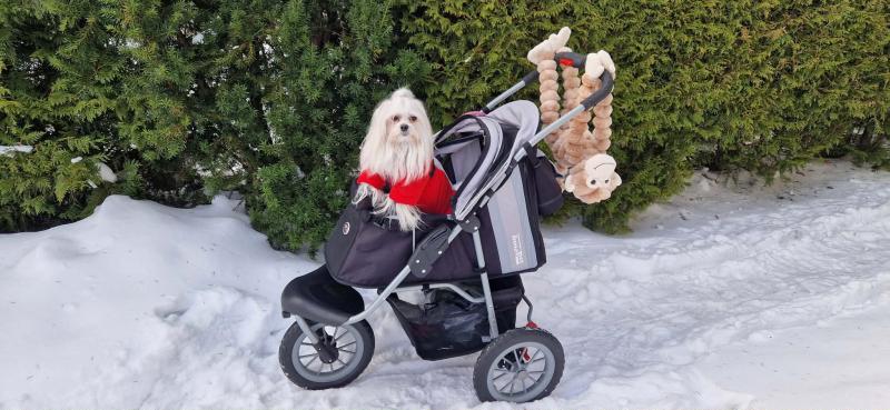 Sofia of the Ulvi2016 family