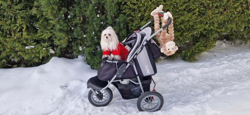 Sofia of the Ulvi2016 family