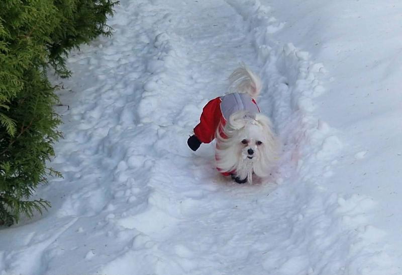 Sofia of the Ulvi2016 family