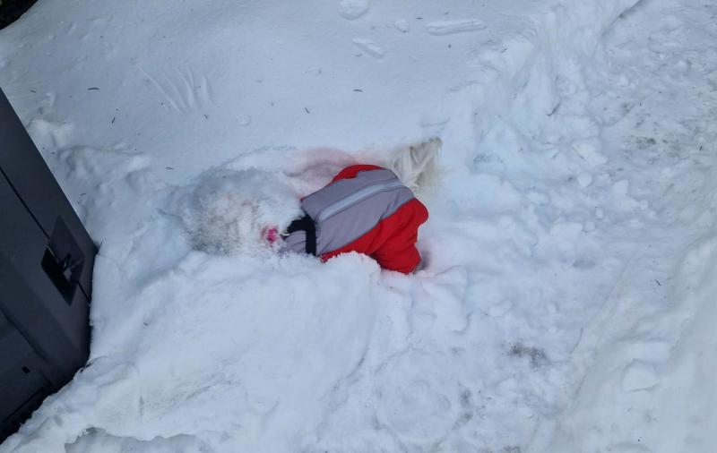 Sofia of the Ulvi2016 family