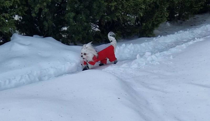 Sofia of the Ulvi2016 family