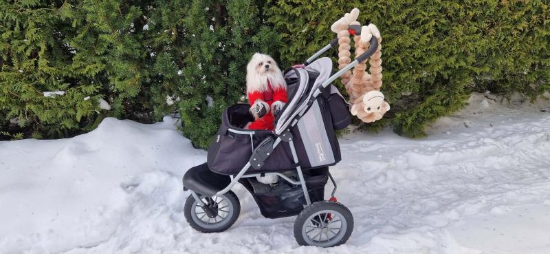 Sofia of the Ulvi2016 family