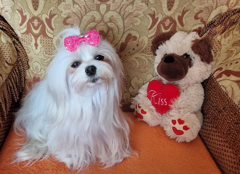 Sofia of the Ulvi2016 family