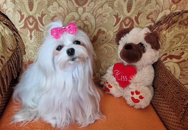 Sofia of the Ulvi2016 family