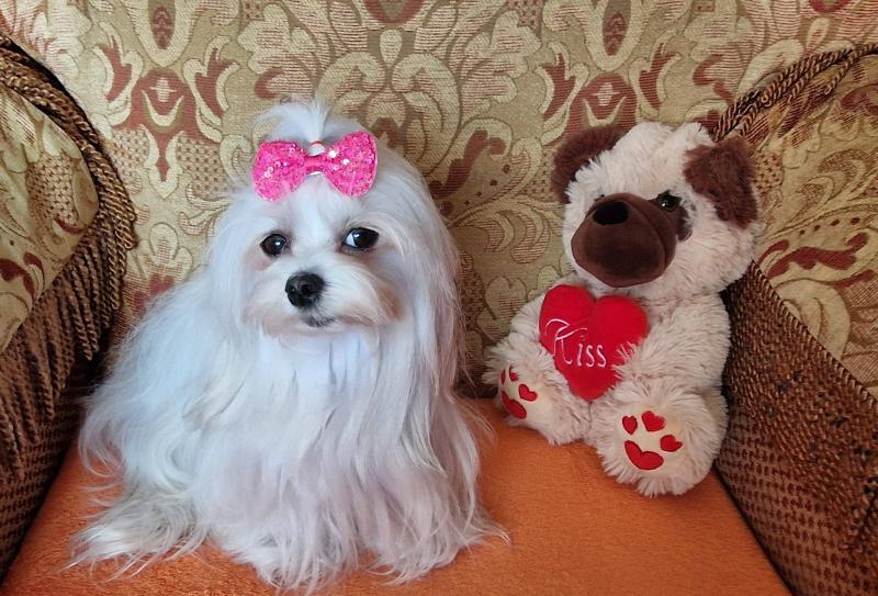 Sofia of the Ulvi2016 family