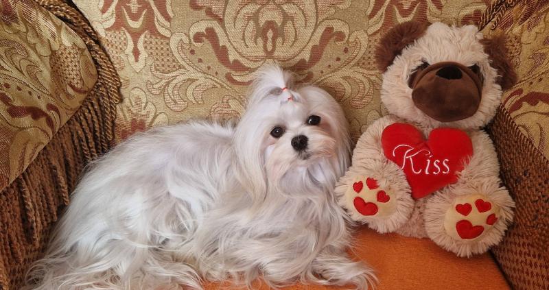 Sofia of the Ulvi2016 family